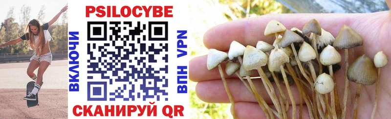 Купить где  Валдай  Псилоцибиновые грибы Psilocybe 